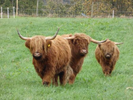 Drei neue Hochlandrinder