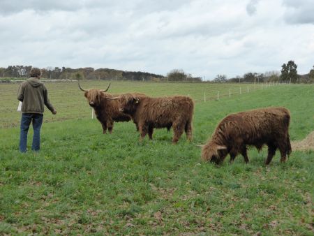 Unsere drei Rinder von der anderen Seite.