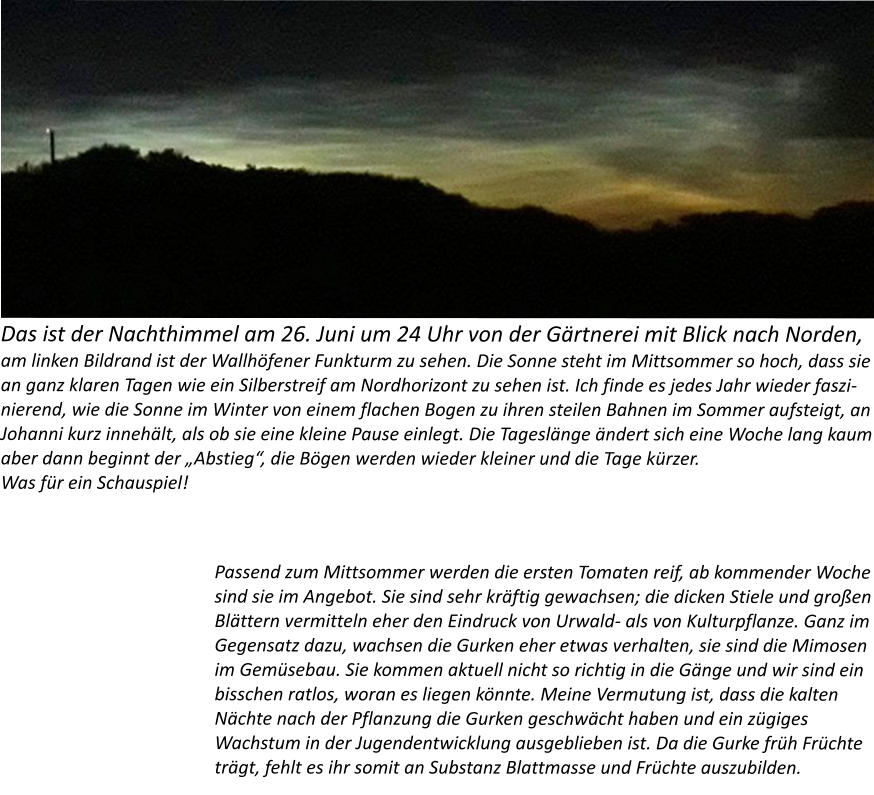 Das ist der Nachthimmel am 26. Juni um 24 Uhr von der Gärtnerei mit Blick nach Norden, am linken Bildrand ist der Wallhöfener Funkturm zu sehen. Die Sonne steht im Mittsommer so hoch, dass sie an ganz klaren Tagen wie ein Silberstreif am Nordhorizont zu sehen ist. Ich finde es jedes Jahr wieder faszinierend, wie die Sonne im Winter von einem flachen Bogen zu ihren steilen Bahnen im Sommer aufsteigt, an Johanni kurz innehält, als ob sie eine kleine Pause einlegt. Die Tageslänge ändert sich eine Woche lang kaum aber dann beginnt der „Abstieg“, die Bögen werden wieder kleiner und die Tage kürzer. Was für ein Schauspiel!  Passend zum Mittsommer werden die ersten Tomaten reif, ab kommender Woche sind sie im Angebot. Sie sind sehr kräftig gewachsen; die dicken Stiele und großen Blättern vermitteln eher den Eindruck von Urwald- als von Kulturpflanze. Ganz im Gegensatz dazu, wachsen die Gurken eher etwas verhalten, sie sind die Mimosen im Gemüsebau. Sie kommen aktuell nicht so richtig in die Gänge und wir sind ein bisschen ratlos, woran es liegen könnte. Meine Vermutung ist, dass die kalten Nächte nach der Pflanzung die Gurken geschwächt haben und ein zügiges Wachstum in der Jugendentwicklung ausgeblieben ist. Da die Gurke früh Früchte trägt, fehlt es ihr somit an Substanz Blattmasse und Früchte auszubilden.
