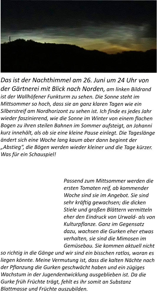 Das ist der Nachthimmel am 26. Juni um 24 Uhr von der Gärtnerei mit Blick nach Norden, am linken Bildrand ist der Wallhöfener Funkturm zu sehen. Die Sonne steht im Mittsommer so hoch, dass sie an ganz klaren Tagen wie ein Silberstreif am Nordhorizont zu sehen ist. Ich finde es jedes Jahr wieder faszinierend, wie die Sonne im Winter von einem flachen Bogen zu ihren steilen Bahnen im Sommer aufsteigt, an Johanni kurz innehält, als ob sie eine kleine Pause einlegt. Die Tageslänge ändert sich eine Woche lang kaum aber dann beginnt der „Abstieg“, die Bögen werden wieder kleiner und die Tage kürzer. Was für ein Schauspiel!  Passend zum Mittsommer werden die ersten Tomaten reif, ab kommender Woche sind sie im Angebot. Sie sind sehr kräftig gewachsen; die dicken Stiele und großen Blättern vermitteln eher den Eindruck von Urwald- als von Kulturpflanze. Ganz im Gegensatz dazu, wachsen die Gurken eher etwas verhalten, sie sind die Mimosen im Gemüsebau. Sie kommen aktuell nicht so richtig in die Gänge und wir sind ein bisschen ratlos, woran es liegen könnte. Meine Vermutung ist, dass die kalten Nächte nach der Pflanzung die Gurken geschwächt haben und ein zügiges Wachstum in der Jugendentwicklung ausgeblieben ist. Da die Gurke früh Früchte trägt, fehlt es ihr somit an Substanz Blattmasse und Früchte auszubilden.